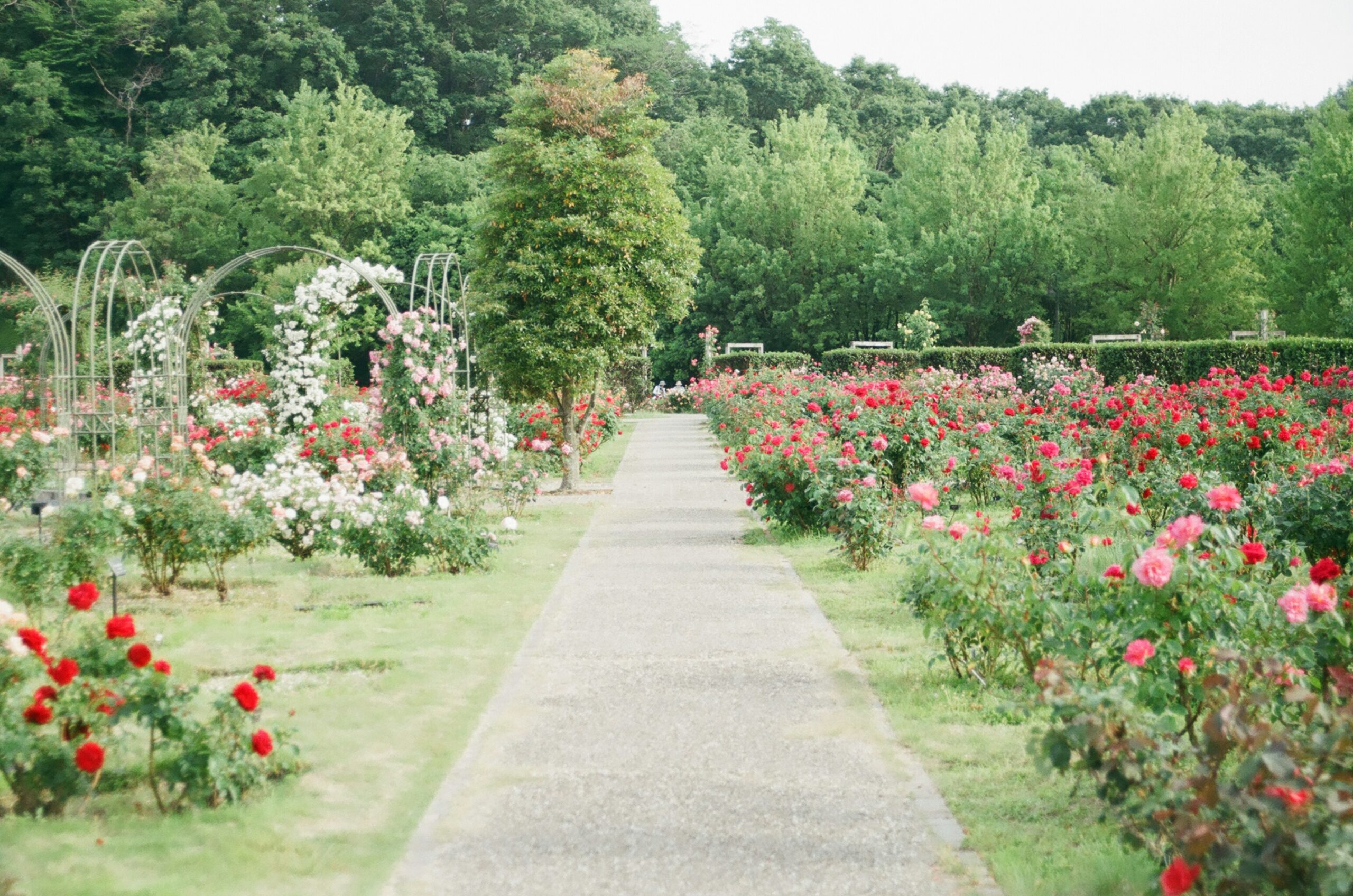 A lush, public rose garden with trellises in the summer.